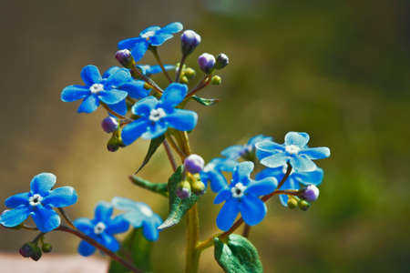 Little blue forget-me-not flowers on spring meadowの写真素材