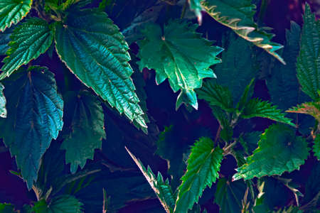 Leaves of a young nettle background Close-upの写真素材