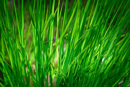 Fresh green spring grass closeup. Soft Focus. Abstract Nature Backgroundの写真素材