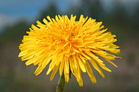 Yellow dandelions on a sunny spring day. season. background