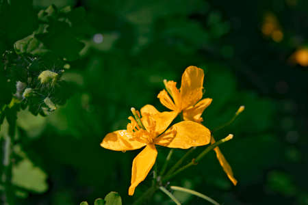 Yellow flowers in summer meadow backgroundの写真素材