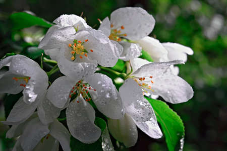 Apple Tree White Flowers Spring Blossom Close Upの写真素材