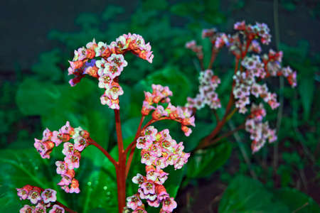 Beautiful pink flowers abstract summer background close-upの写真素材