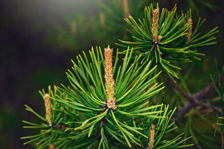 Spring. Young shoots of pine. The forest wakes up.の写真素材
