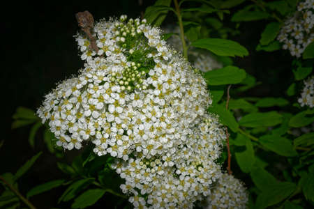 Close-up of garden flowers Spiraea flower. White spiraea flower. Spiraea flower background.
