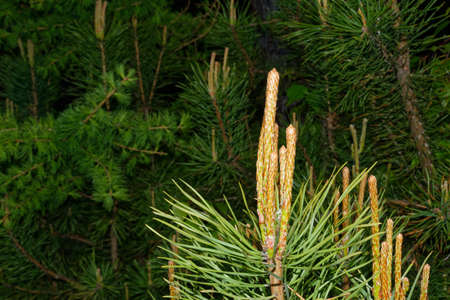 Branches of coniferous trees close-up backgroundの写真素材