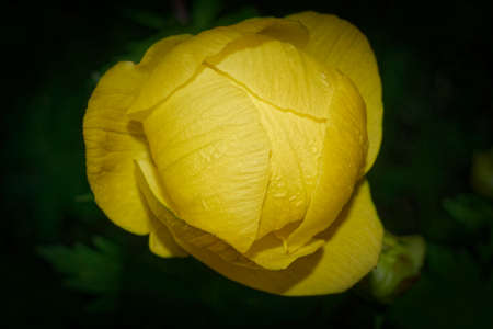 European globeflower Trollius europaeus close up, local focus
