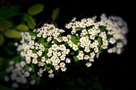 Close-up of garden flowers Spiraea flower. White spiraea flower. Spiraea flower background.