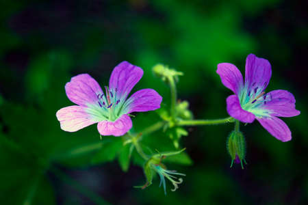 Flowering Geranium meadow close-up on a blurred backgroundの写真素材
