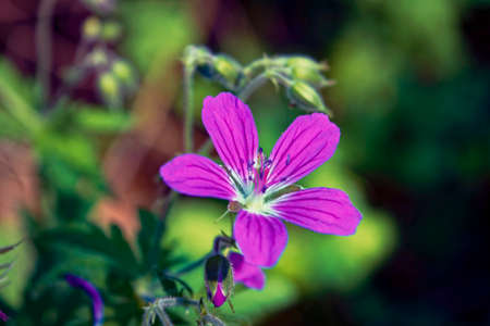 Flowering Geranium meadow close-up on a blurred background