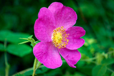 Hips flower close-upの写真素材