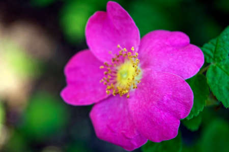 Pink rose hip flower macro on blurred backgroundの写真素材