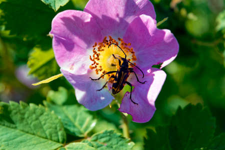 Pink rose hip flower macro on blurred background