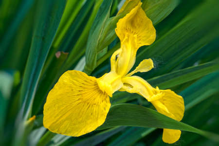 Yellow flowers in summer meadow background lose-up