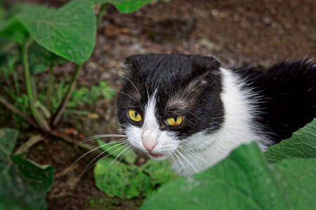 A young half-breed Scottish cat of black and white color walks on the street