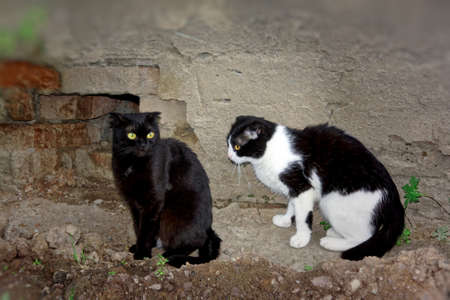 Two young Scottish lop-cross Scottish males are walking on the streetの写真素材