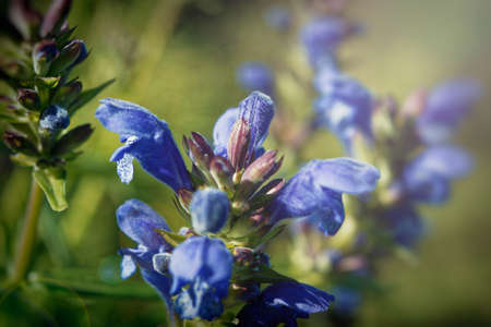 Floral summer background. blue wildflowers summer backgroundの写真素材
