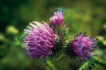 Wild thistle with a blooming pink flower on a green blurred background.