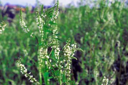 Young Green grass abstract summer background close-upの写真素材