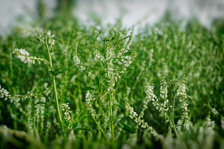 Young Green grass abstract summer background close-upの写真素材