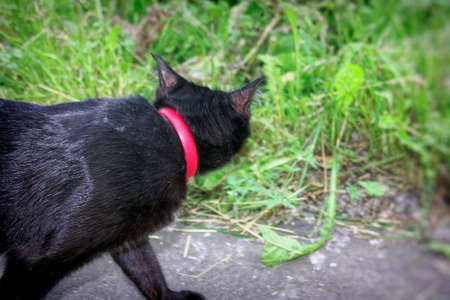 A young half-breed Scottish cat of black color walks on the streetの写真素材