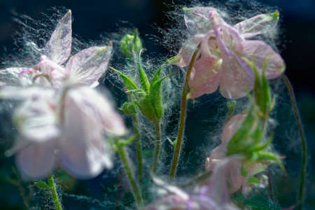 Colorful Blur Flower in the Garden with Bokeh, abstract blurred flower background