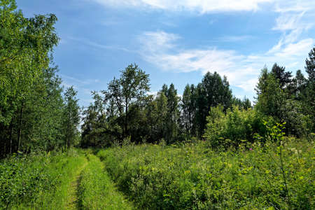 Forest trees. nature green wood sunlight backgroundsの写真素材