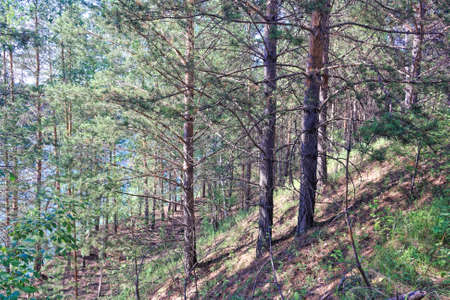 Sunny summer day in the forest beautiful summer background