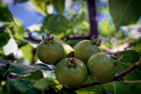Green raw apples fruit on branches green nature backgroundの写真素材