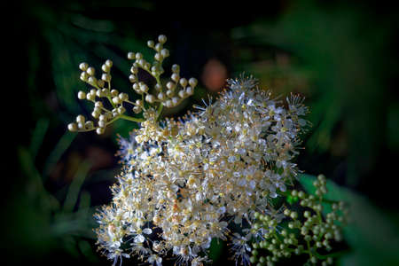 Meadowsweet Filipendula ulmaria. Flowers in the natural background of green leaves.の写真素材