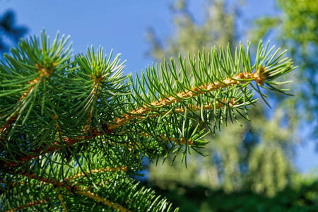 Branches of a Christmas tree