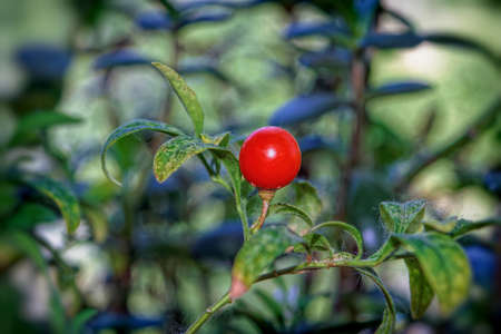 The bright orange berry of solanum or nightshade