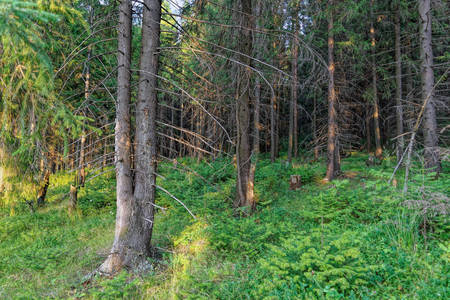 sun light in the coniferous forest through the leaves of a fern