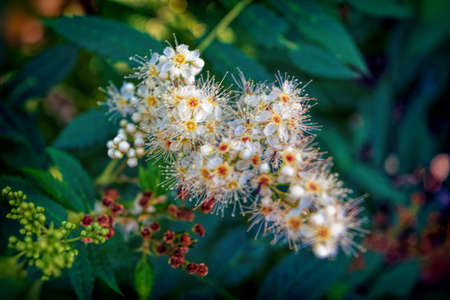 Bright summer flowers on a flower bed natural backgroundの写真素材