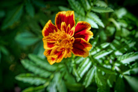 Bright summer flowers on a flower bed natural background