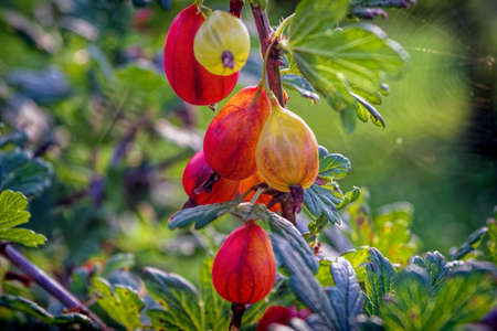 A bush of gooseberries with ripe berries. Branch of gooseberries with red berries
