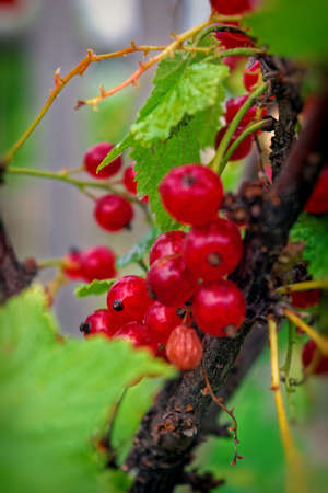 Background of red currant. Ripe red currants close-up as background. Harvest the ripe berries of red...