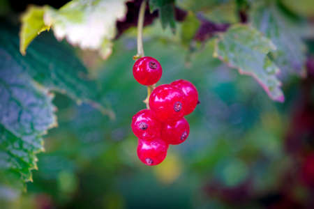 Background of red currant. Ripe red currants close-up as background. Harvest the ripe berries of red currants.の写真素材
