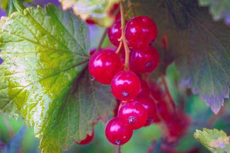 Background of red currant. Ripe red currants close-up as background. Harvest the ripe berries of red currants.の写真素材