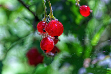 Red currant. Ripe and Fresh Organic Redcurrant Berries Growing in the Garden