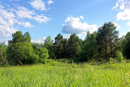 Beautiful summer landscape. Edge of the forest and wild flowers. White fluffy clouds in the blue sky. Rural landscape.の写真素材