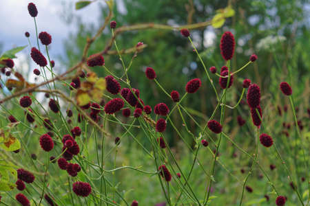 Great burnet Sanguisorba officinalis close-upの写真素材