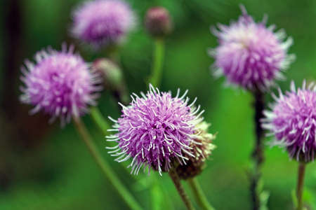 Beautiful flower of purple thistle. Pink flowersの写真素材