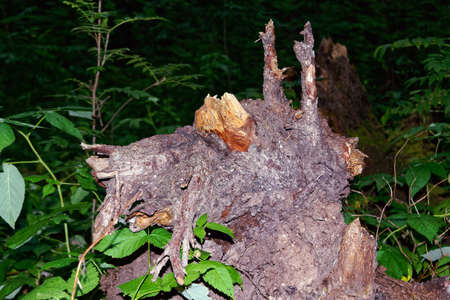 Root of a fallen tree of a fancy shape in a coniferous forest