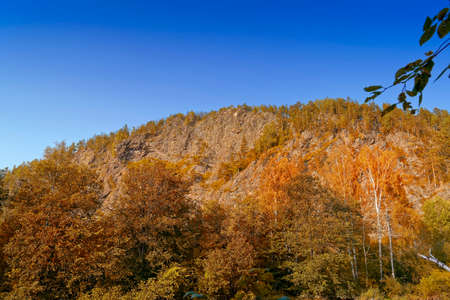 Beautiful Autumn forest scenery with rays of warm light illumining the gold foliage