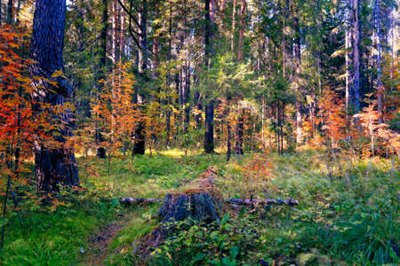 autumn forest, the foliage is painted with golden color. sunny dayの写真素材