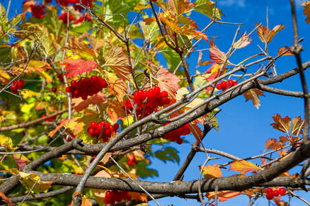 Bright red bunches of viburnum against the blue autumnal sky. Sunny September Day.