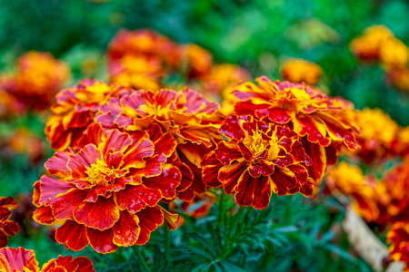 Close up of beautiful Orange yellow marigold flower.Macro of marigold in flower bed