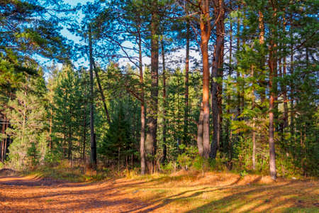 Beautiful autumn forest with colorful trees and pacturesque sky reflected in the water. Autumn nature landscape.の写真素材
