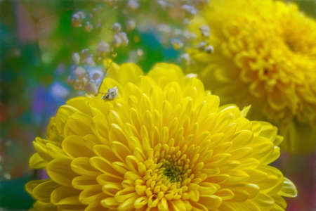 Close up of tender beautiful yellow chrysanthemum flowerの写真素材
